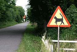 Country road with cat crossing sign