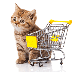 Kitten with shopping trolley