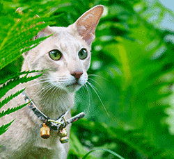 Cat with a bell on its collar to warn wildlife