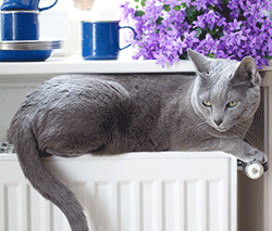Sleek cat resting indoors on a radiator