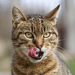 Cat looks like it has just eaten prey outside