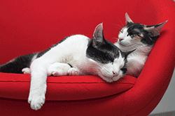 Two cats getting along on a chair
