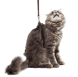 Cat with harness looking up
