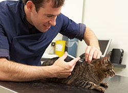 Cat being injected by vet