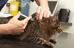 Cat being injected with a microchip