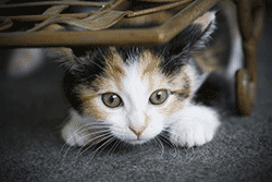 New cat hiding under furniture