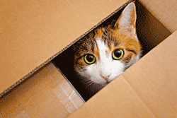 A cat sitting in a cardboard box, a place he feels safe and secure.