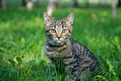 Tabby cat outside