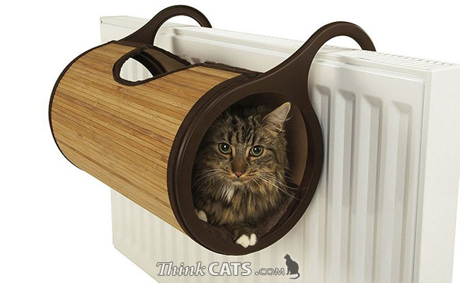 Image Gallery - Indoor / House Cats